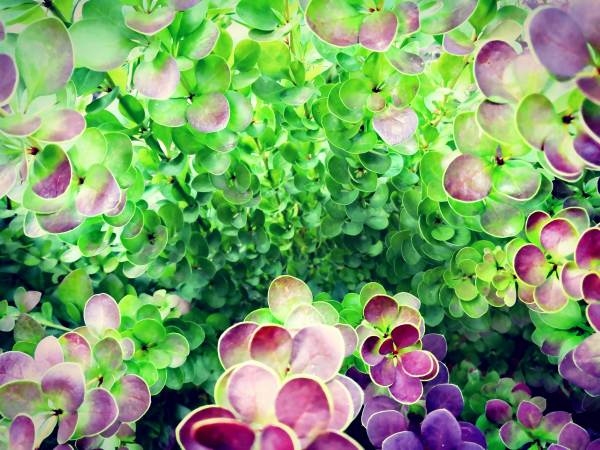 Bild von grünen und roten Blumen